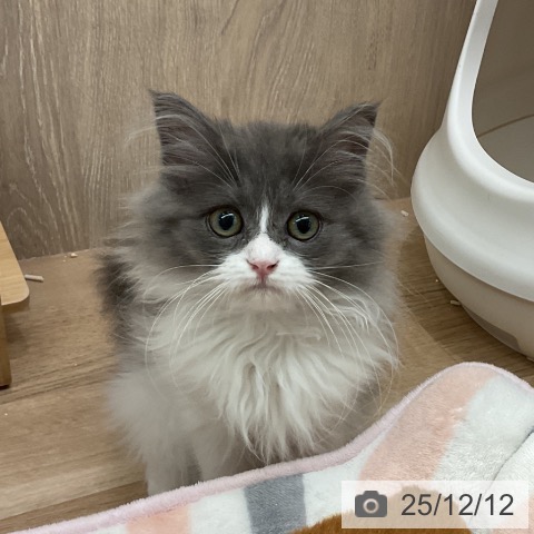 埼玉県のラガマフィン (ペットプラス 与野店/2025年8月20日生まれ/女の子/ブルーホワイト)の子猫の3枚目の画像