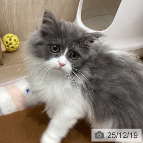 埼玉県のラガマフィン (ペットプラス 与野店/2025年8月20日生まれ/女の子/ブルーホワイト)の子猫の3枚目の画像