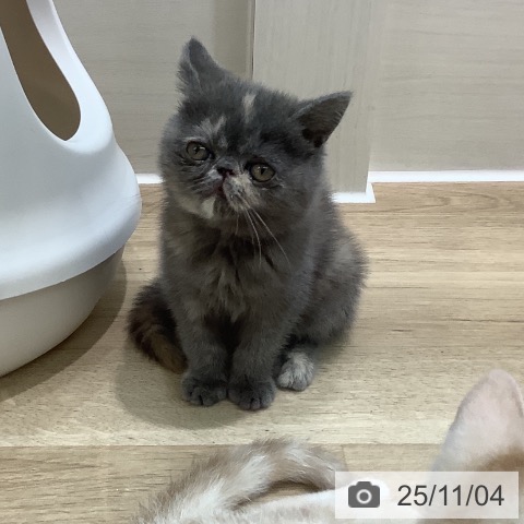 エキゾチックの写真