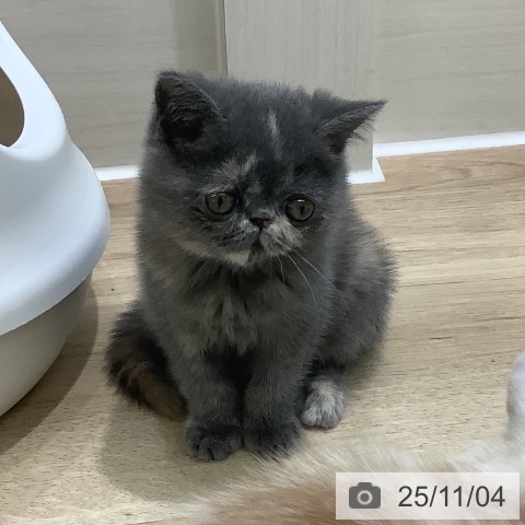 エキゾチックの写真