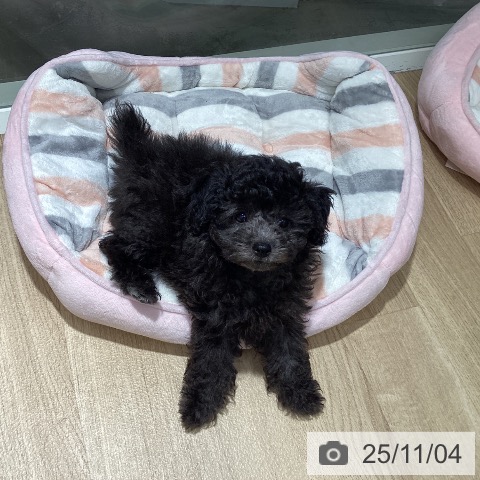 トイ・プードルの写真