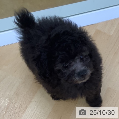 埼玉県のトイプードル(トイ) (ペットプラス 羽生店/2025年8月26日生まれ/男の子/シルバー)の子犬の4枚目の画像