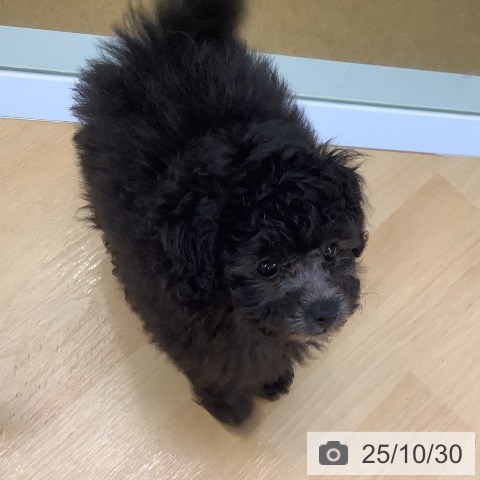 埼玉県のトイプードル(トイ) (ペットプラス 羽生店/2025年8月26日生まれ/男の子/シルバー)の子犬の3枚目の画像