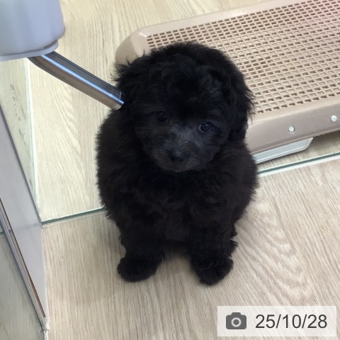 トイ・プードルの写真