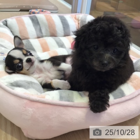 トイ・プードルの写真