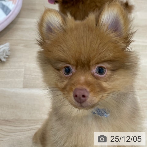 神奈川県のポメラニアン (ペットプラス 相模原並木店/2025年8月28日生まれ/男の子/ビーバー)の子犬の4枚目の画像