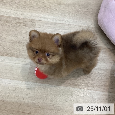 神奈川県のポメラニアン (ペットプラス 相模原並木店/2025年8月28日生まれ/男の子/ビーバー)の子犬の3枚目の画像