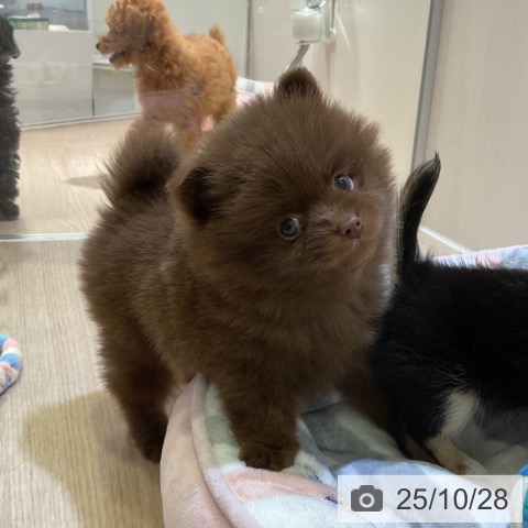 ポメラニアンの写真