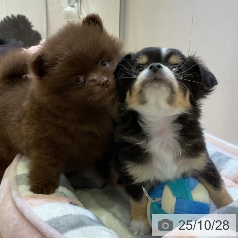 ポメラニアンの写真