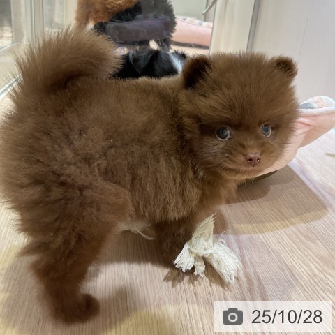 ポメラニアンの写真