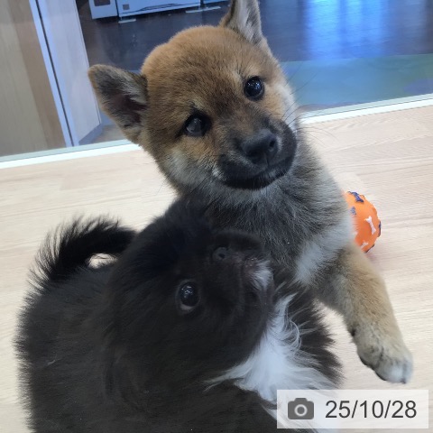 柴の写真