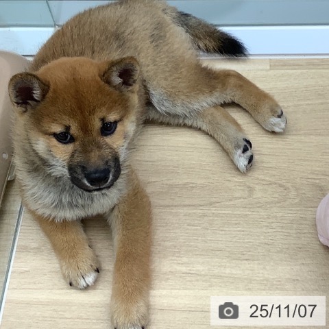 茨城県の柴犬(標準サイズ) (ペッツワン 阿見店/2025年8月28日生まれ/男の子/赤)の子犬の4枚目の画像