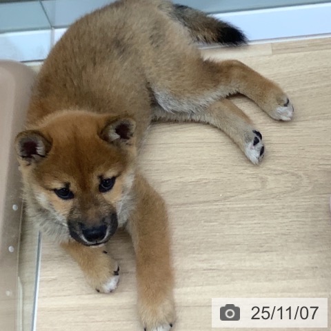 茨城県の柴犬(標準サイズ) (ペッツワン 阿見店/2025年8月28日生まれ/男の子/赤)の子犬の3枚目の画像