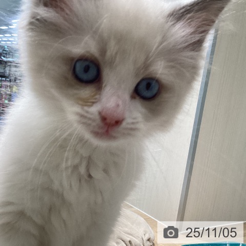 宮城県のラグドール (ペットプラス 仙台泉大沢店/2025年8月28日生まれ/男の子/ブルーポイントバイカラー)の子猫の4枚目の画像