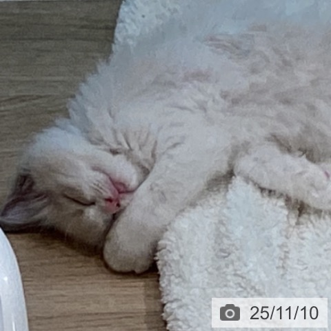 宮城県のラグドール (ペットプラス 仙台泉大沢店/2025年8月28日生まれ/男の子/ブルーポイントバイカラー)の子猫の3枚目の画像