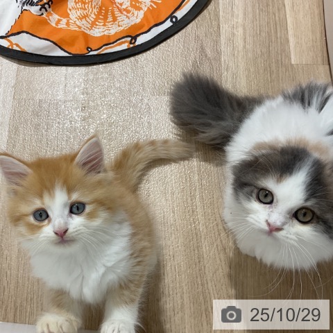 サイベリアンの写真