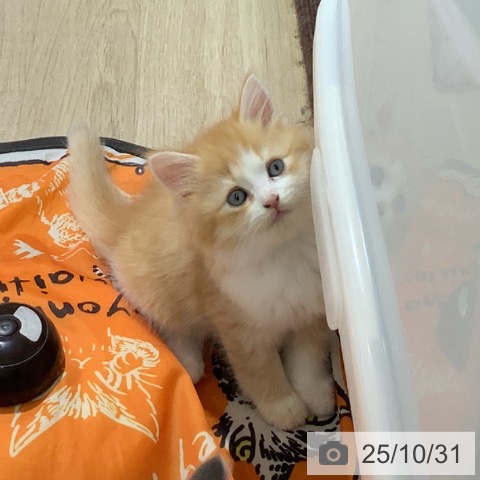 サイベリアンの写真