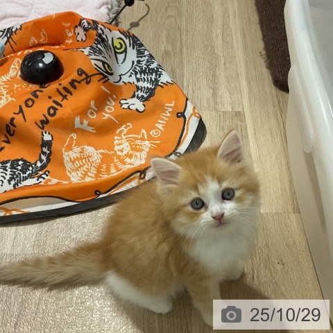 サイベリアンの写真