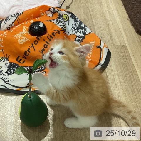 サイベリアンの写真