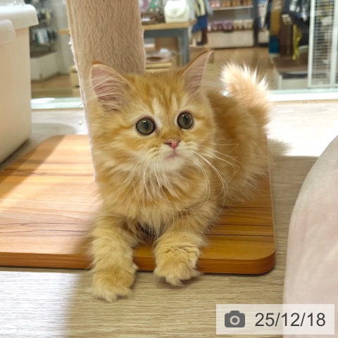 東京都のサイベリアン (ペットプラス 板橋店/2025年8月28日生まれ/女の子/レッドタビー)の子猫の4枚目の画像