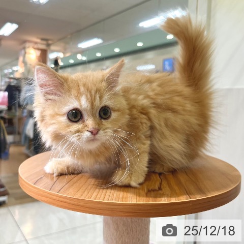 東京都のサイベリアン (ペットプラス 板橋店/2025年8月28日生まれ/女の子/レッドタビー)の子猫の3枚目の画像