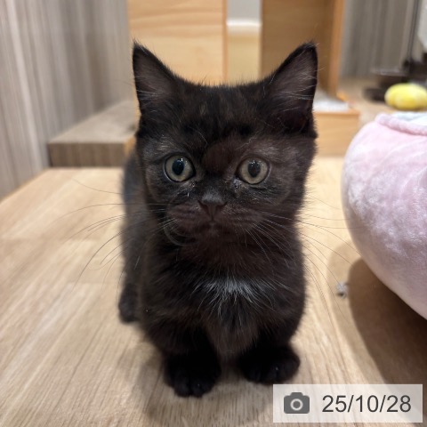 マンチカンの写真