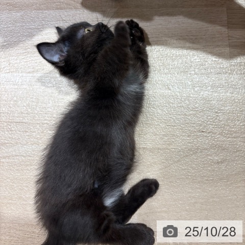 マンチカンの写真