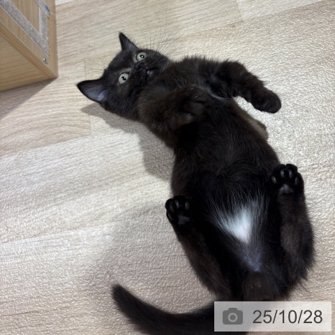 マンチカンの写真