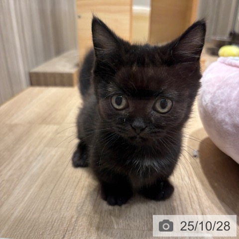 マンチカンの写真