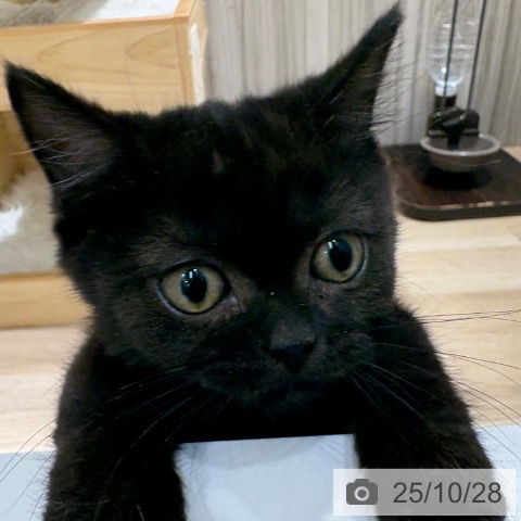 マンチカンの写真