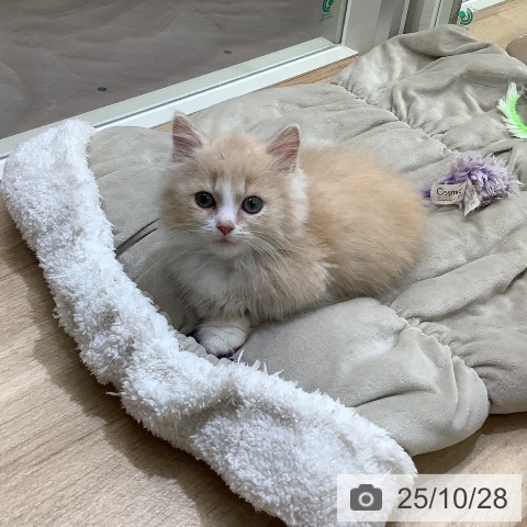 マンチカンの写真