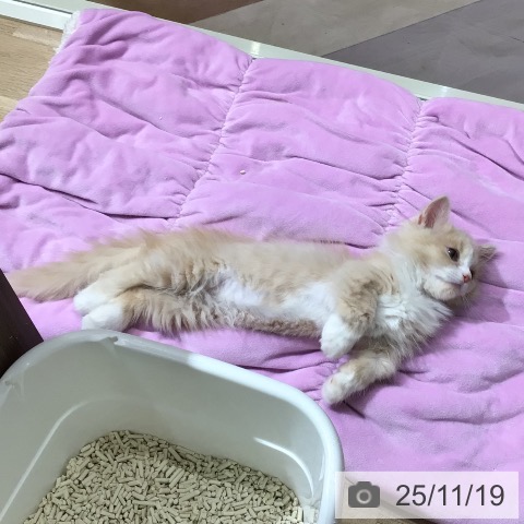 東京都のマンチカン (ペッツワン 南砂町SUNAMO店/2025年8月23日生まれ/男の子/クリームタビーホワイト)の子猫の3枚目の画像