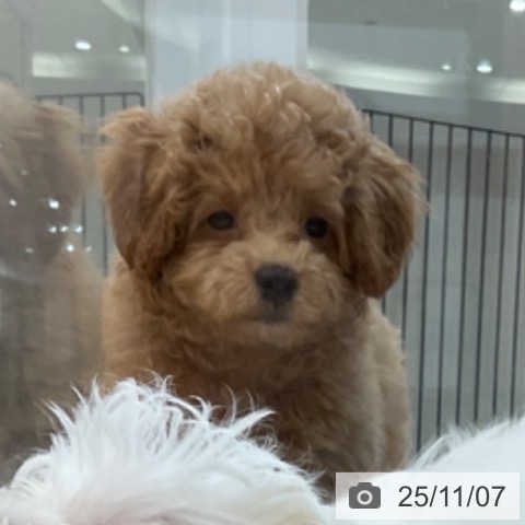 長野県のトイプードル(トイ) (ペットプラス 上田店/2025年8月28日生まれ/男の子/アプリコット)の子犬の4枚目の画像