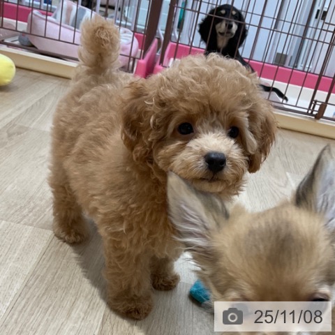 長野県のトイプードル(トイ) (ペットプラス 上田店/2025年8月28日生まれ/男の子/アプリコット)の子犬の3枚目の画像
