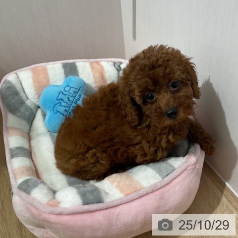 トイ・プードルの写真