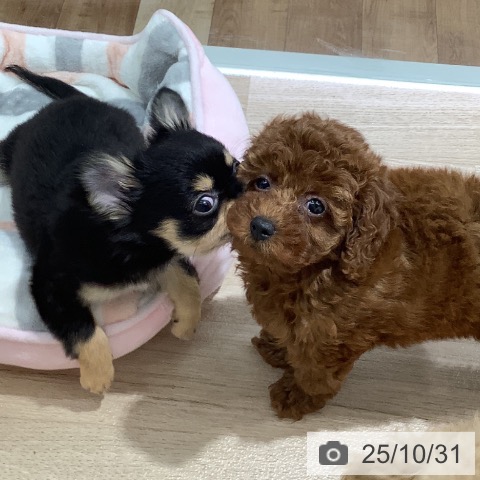 トイ・プードルの写真