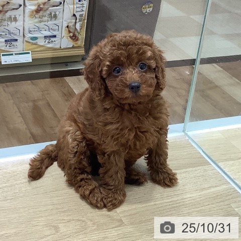 トイ・プードルの写真