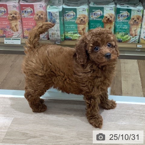 トイ・プードルの写真