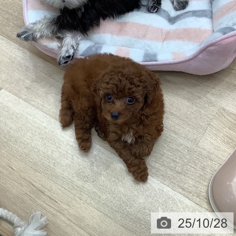 トイ・プードルの写真