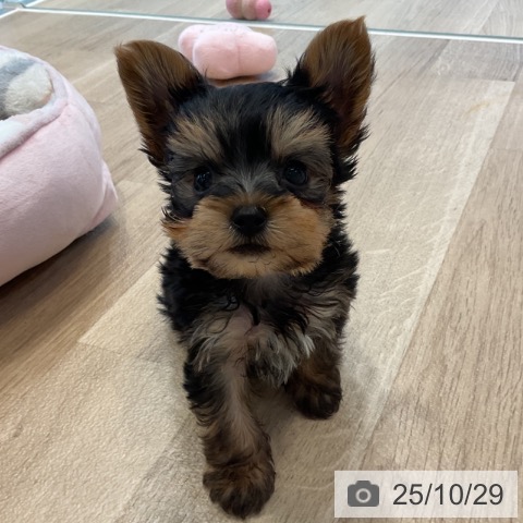 ヨークシャー・テリアの写真