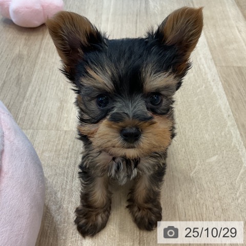 ヨークシャー・テリアの写真