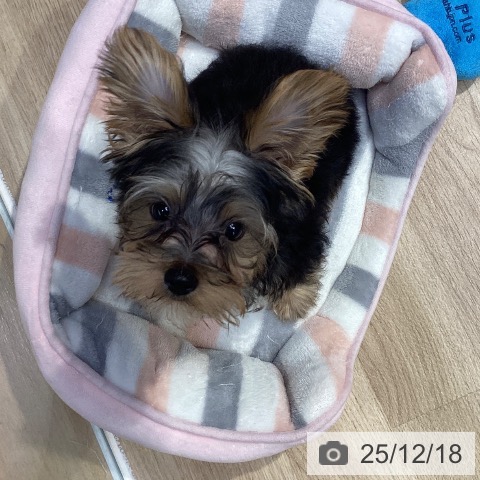 神奈川県のヨークシャーテリア (ペットプラス 座間店/2025年8月28日生まれ/男の子/スチールブルータン)の子犬の3枚目の画像