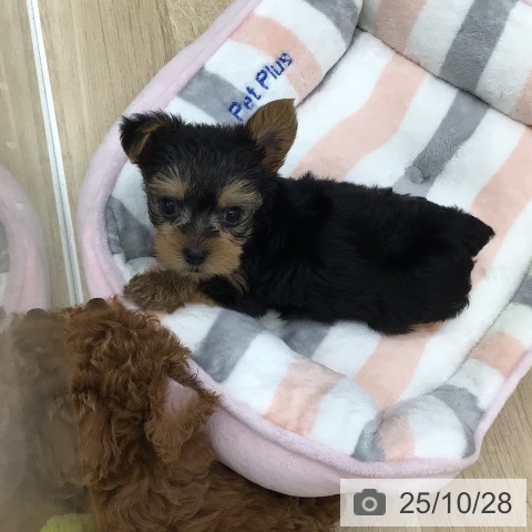 ヨークシャー・テリアの写真