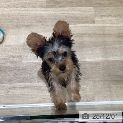 宮城県のヨークシャーテリア (ペットプラス 仙台泉大沢店/2025年8月28日生まれ/女の子/スチールブルータン)の子犬の4枚目の画像