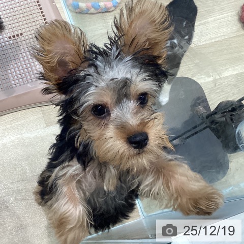 宮城県のヨークシャーテリア (ペットプラス 仙台泉大沢店/2025年8月28日生まれ/女の子/スチールブルータン)の子犬の4枚目の画像