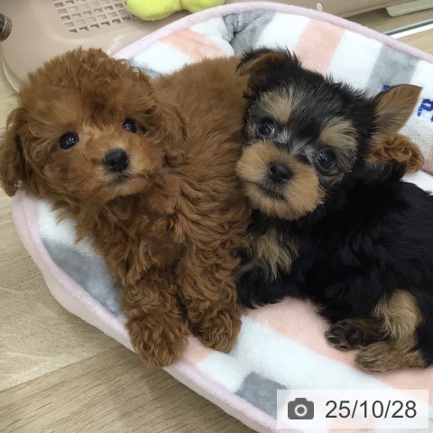 ヨークシャー・テリアの写真