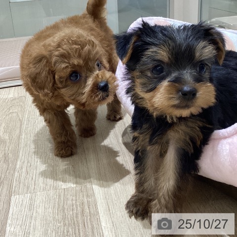 ヨークシャー・テリアの写真