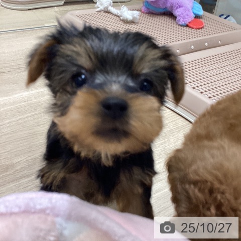 ヨークシャー・テリアの写真