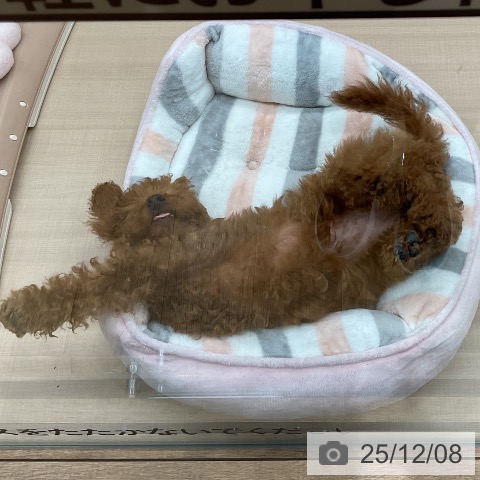 埼玉県のトイプードル(トイ) (ペッツワン 新座店/2025年8月20日生まれ/女の子/レッド)の子犬の3枚目の画像