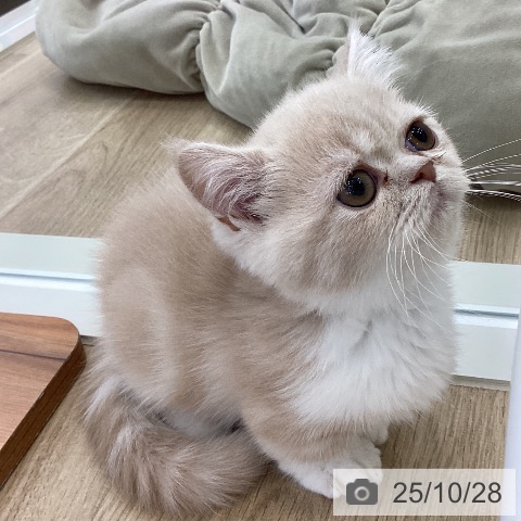 ミヌエットの写真